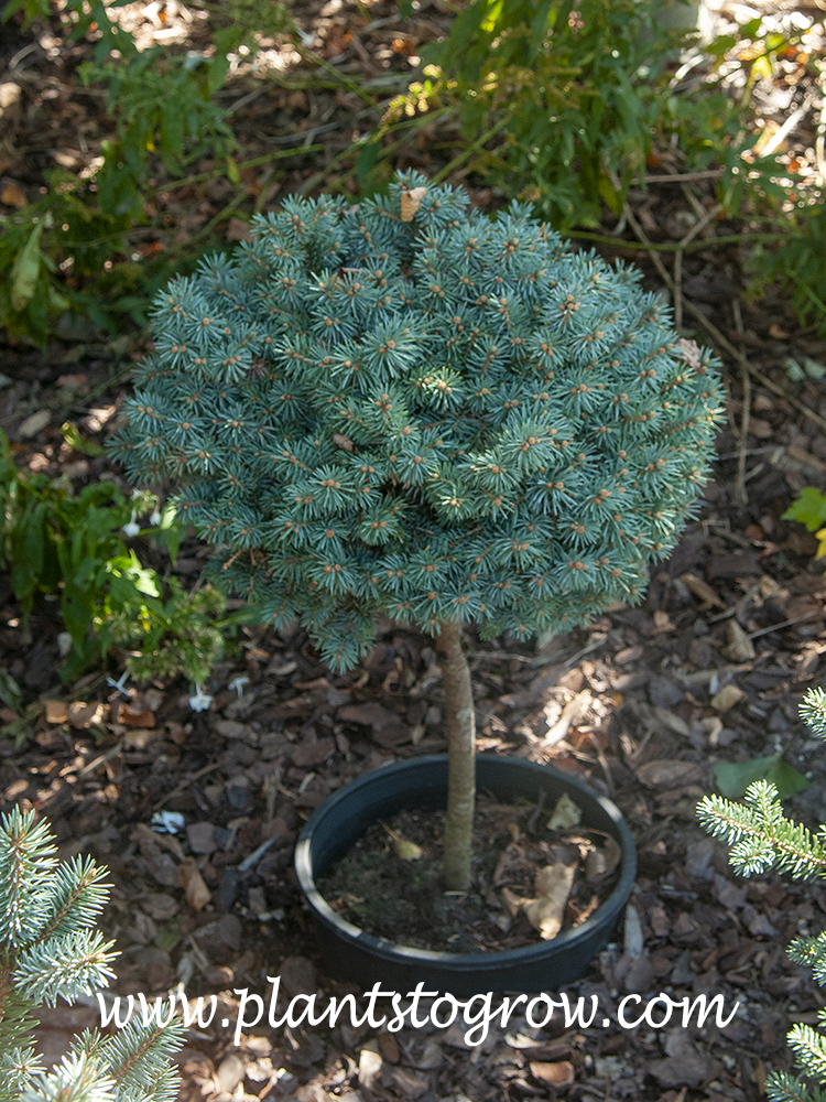 Blue Pearl Spruce (Picea)
Grown as an standard